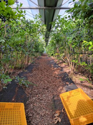오현석 님의 포도 · 자유게시판 작성글 사진