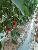 팜모닝 고추·일상 게시글 이미지