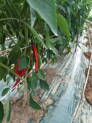 사부자맘님의 고추 · 일상 작성글 사진