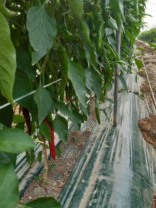 사부자맘님의 고추 · 일상 작성글 사진