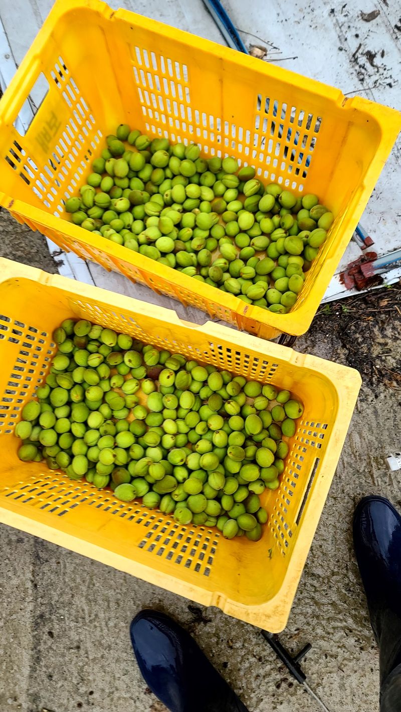 장터 상품 [한라산개복숭아열매 ] 썸네일