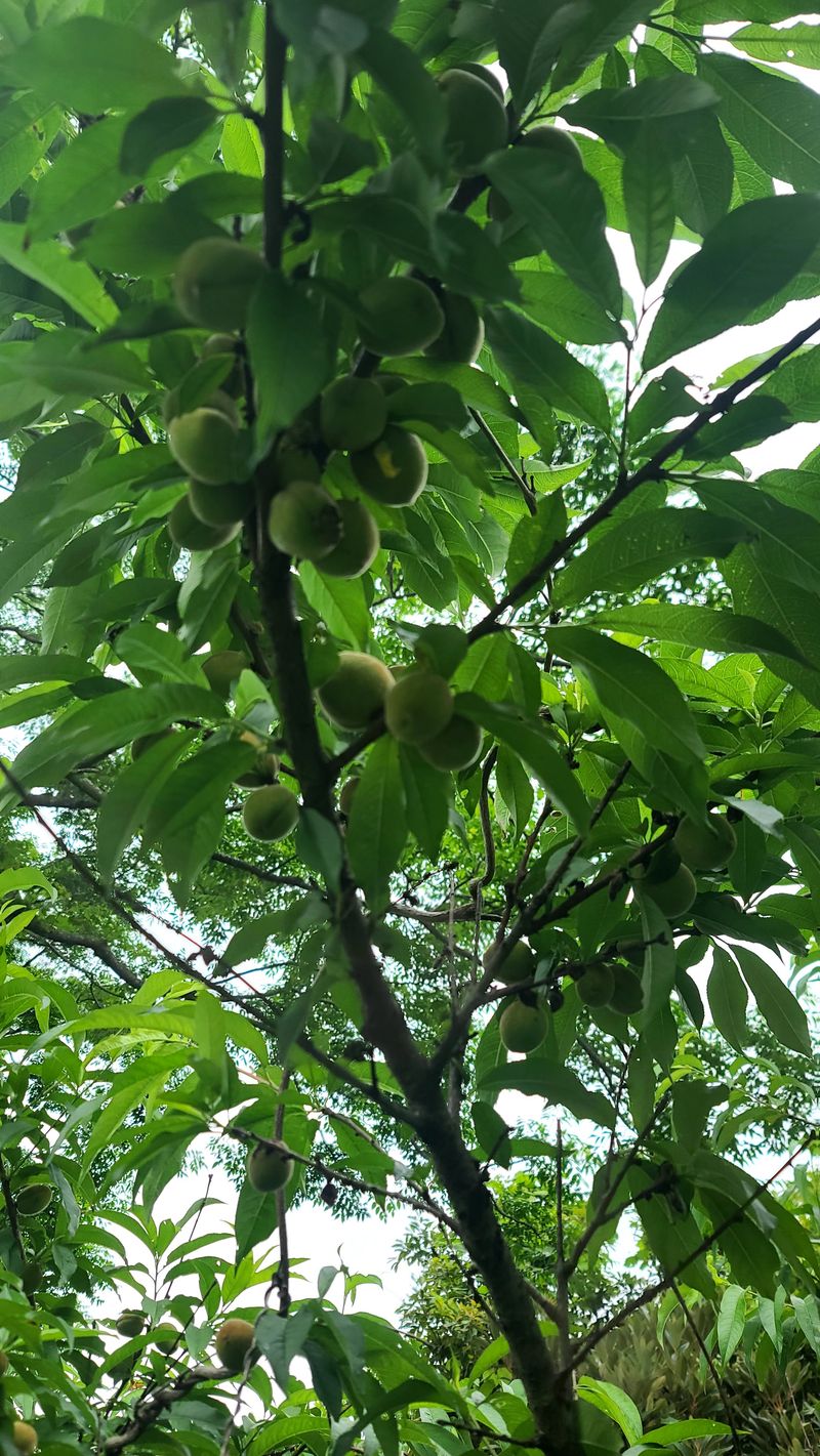 강원철 님의 장터 판매 상품 [한라산개복숭아열매 ] 첨부 사진
