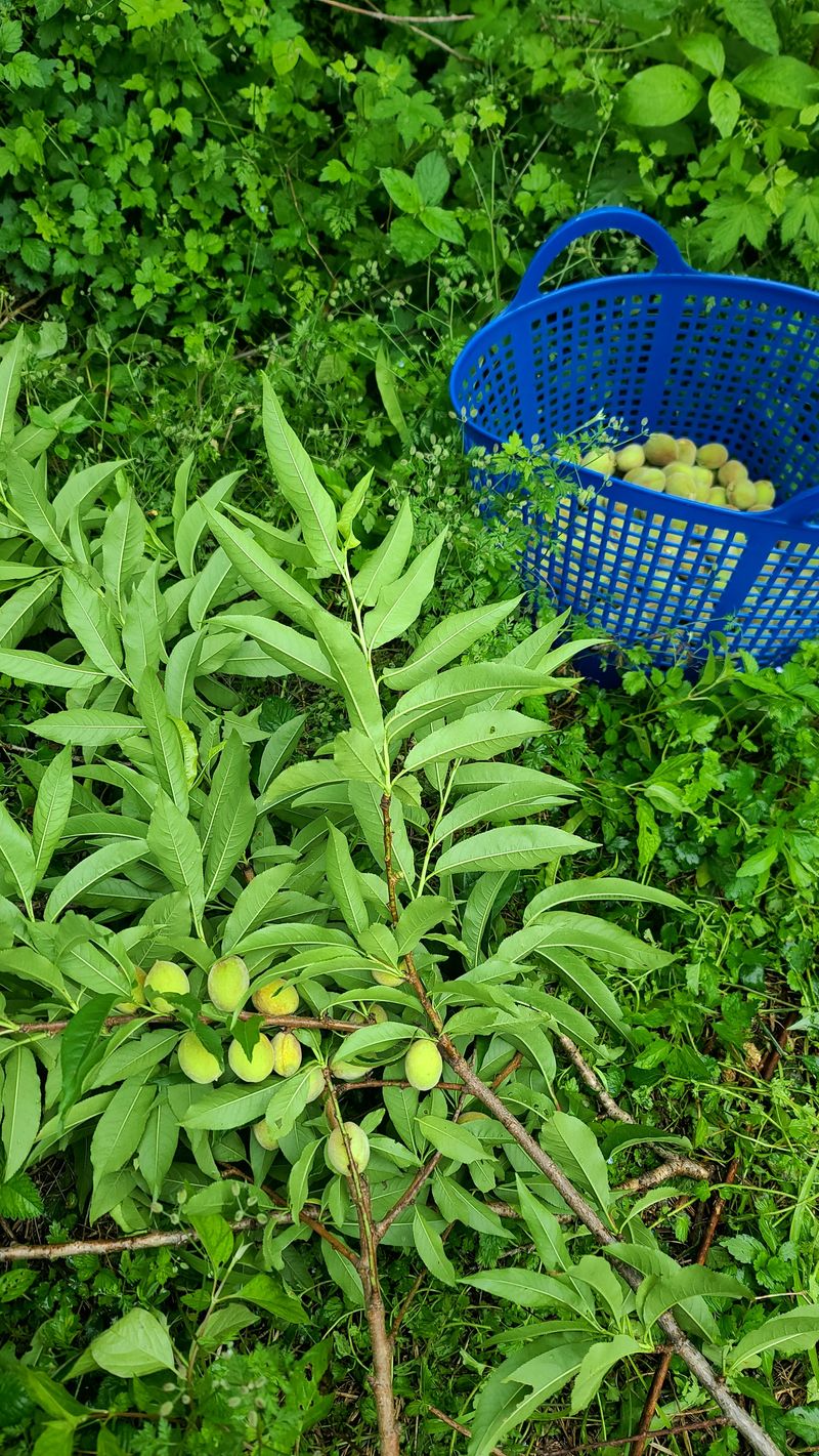 강원철 님의 장터 판매 상품 [한라산개복숭아열매 ] 첨부 사진
