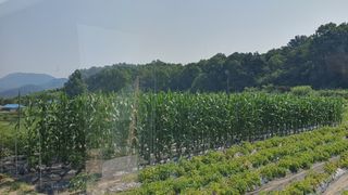 이춘기님의 옥수수 · 영농일지 작성글 사진