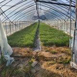 팜모닝 기타작물·영농일지 게시글 이미지