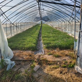 우진(초보농사꾼)님의 기타작물 · 영농일지 작성글 사진