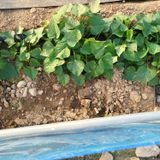 팜모닝 고구마·영농일지 게시글 이미지