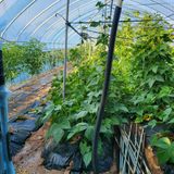 팜모닝 콩·영농일지 게시글 이미지