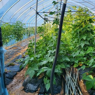 우진(초보농사꾼)님의 콩 · 영농일지 작성글 사진