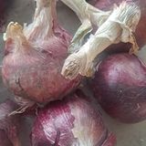 팜모닝 마늘·수확 게시글 이미지