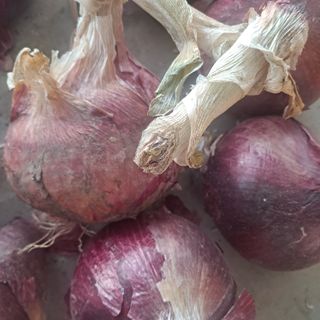 김민수(귀농)님의 마늘 · 수확 작성글 사진