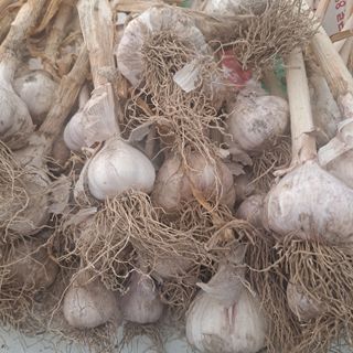 김민수(귀농)님의 마늘 · 수확 작성글 사진
