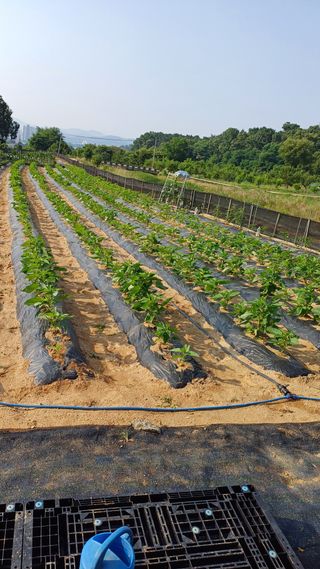 박순덕님의 참깨 · 자유게시판 작성글 사진