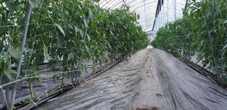 전봉우(채미농원)님의 고추 · 지주설치•유인•성장 작성글 사진