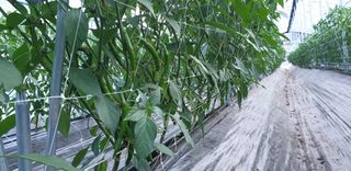 전봉우(채미농원)님의 고추 · 지주설치•유인•성장 작성글 사진