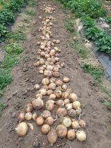 팜모닝 양파·영농일지 게시글 이미지