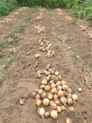 지리산마담 록원뜰님의 양파 · 영농일지 작성글 사진