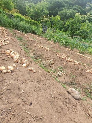 지리산마담 록원뜰님의 양파 · 영농일지 작성글 사진