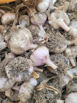 펠렛전문이부장님의 자유주제 · 자유게시판 작성글 사진