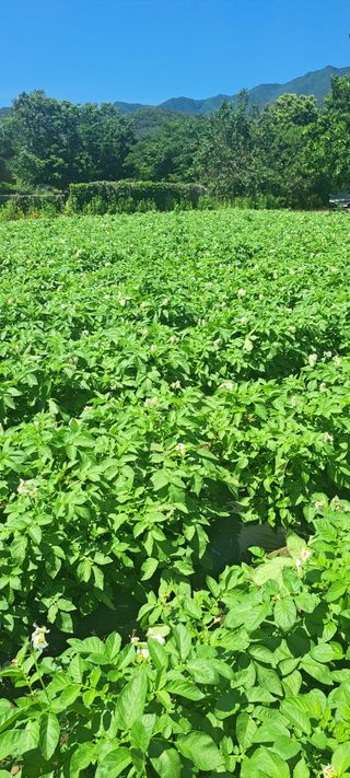 펠렛전문이부장님의 자유주제 · 자유게시판 작성글 사진