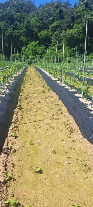 펠렛전문이부장님의 자유주제 · 자유게시판 작성글 사진