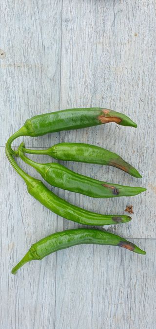 팜모닝회원 성주 님의 고추 · 병해충상담 작성글 사진