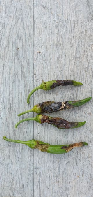 팜모닝회원 성주 님의 고추 · 병해충상담 작성글 사진