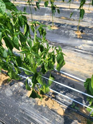 대광자동차공업사님의 고추 · 병해충상담 작성글 사진