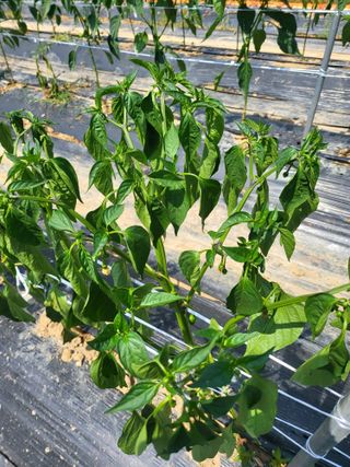 대광자동차공업사님의 고추 · 병해충상담 작성글 사진