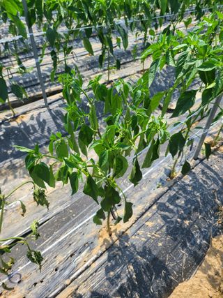 대광자동차공업사님의 고추 · 병해충상담 작성글 사진