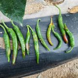 팜모닝 자유주제·자유게시판 게시글 이미지