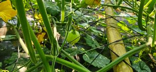 화니네농장님의 호박 · 자유게시판 작성글 사진