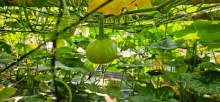 화니네농장님의 호박 · 자유게시판 작성글 사진