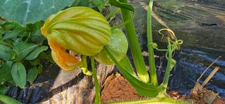 화니네농장님의 호박 · 자유게시판 작성글 사진