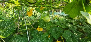 화니네농장님의 호박 · 자유게시판 작성글 사진