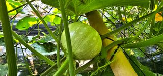 화니네농장님의 호박 · 자유게시판 작성글 사진