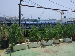 정정녀님의 토마토 · 병해충상담 작성글 사진