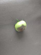 팜모닝 토마토·병해충상담 게시글 이미지