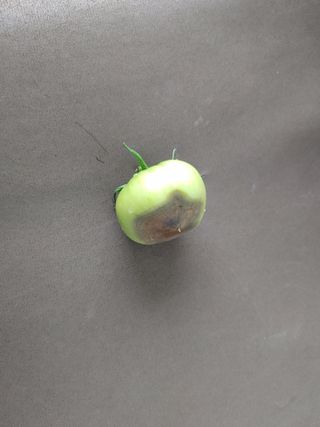 정정녀님의 토마토 · 병해충상담 작성글 사진