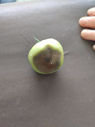 정정녀님의 토마토 · 병해충상담 작성글 사진