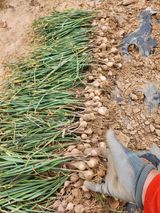 팜모닝 · 게시글 이미지