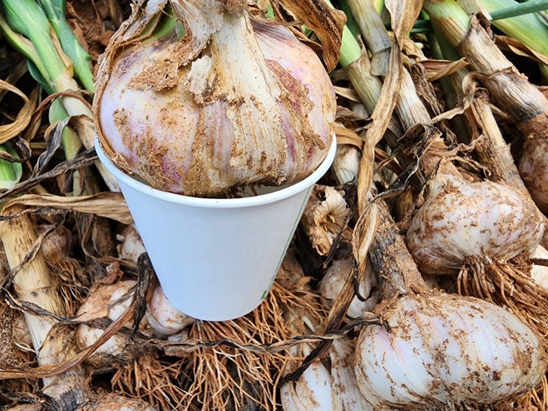 김성원님의 장터 판매 상품 [홍산마늘 종구5kg에 10만원 홍산마늘 10kg60.000원] 첨부 사진