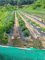 팜모닝 자유주제·자유게시판 게시글 이미지