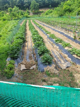 초보얌님의 자유주제 · 자유게시판 작성글 사진
