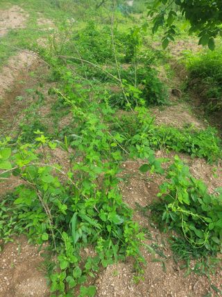 초보얌님의 자유주제 · 자유게시판 작성글 사진