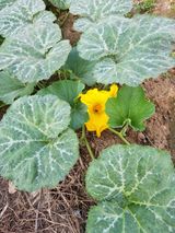 팜모닝 호박·영농일지 게시글 이미지