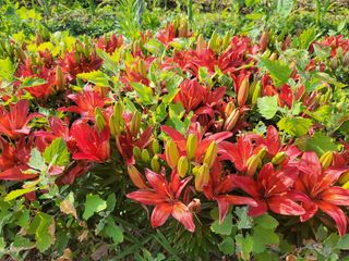 오마니농장님의 자유주제 · 자유게시판 작성글 사진