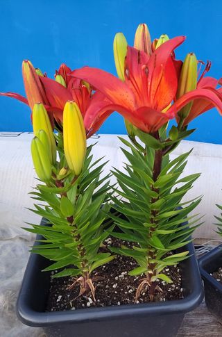 오마니농장님의 자유주제 · 자유게시판 작성글 사진