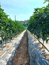 팜모닝 고추·일상 게시글 이미지