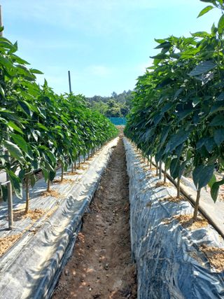 알 수 없음님의 고추 · 일상 작성글 사진